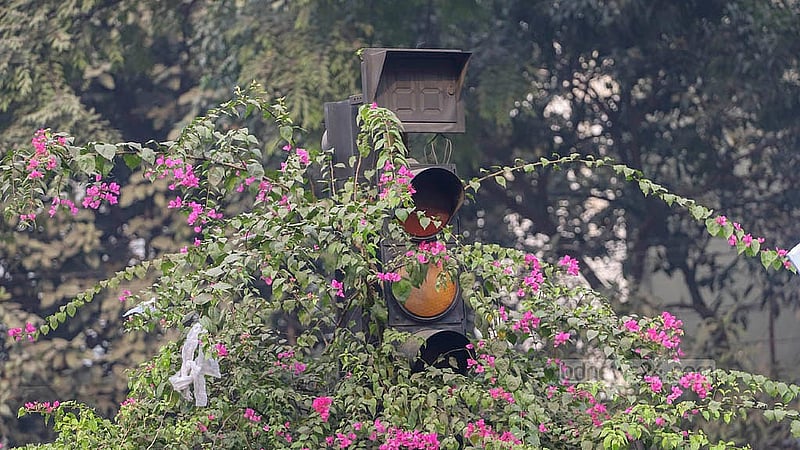 ঢাকার মৎস ভবন মোড়ের নষ্ট ট্রাফিক বাতি আড়ালে পড়ে গেছে সড়ক বিভাজকে লাগানো গাছে