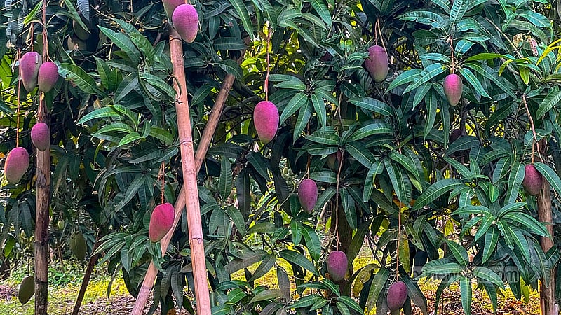 কৃষক মংশিতু চৌধুরীর বাগানে জাপানের মিয়াজাকি আম; এক কেজি বিক্রি হয় এক হাজার থেকে এক হাজার ২০০ টাকায়