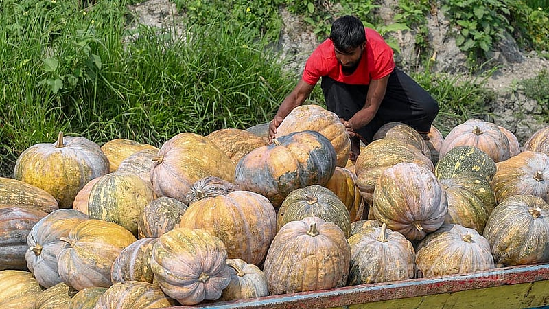ক্ষেত থেকে নিয়ে আসা মিষ্টি কুমড়া নৌকায় গুছিয়ে রাখছেন একজন। এগুলো নিয়ে যাওয়া হবে বিলের আরেক অংশে বসা পাইকারি কেনাবেচার স্থান গাদিঘাট এলাকায়
