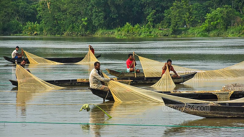 চট্টগ্রামের হালদা নদী যেসব মাছের ডিম পাওয়া যায়, তার বেশির ভাগ রুই-কাতল-মৃগেলসহ কার্প জাতীয় মাছ