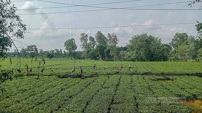 পঞ্চগড়ে দিন দিন চায়ের চাষ বৃদ্ধি পাচ্ছে। সীমান্ত এলাকাগুলোতে গড়ে উঠছে চা বাগান