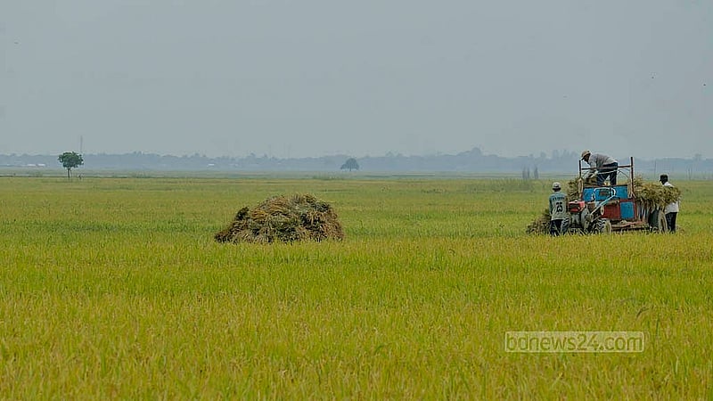 কিশোরগঞ্জের হূমাইপুর ও বাজিতপুরে জলসাই হাওরের ধান ট্রাক্টরে করেও নিয়ে যাওয়া হয়