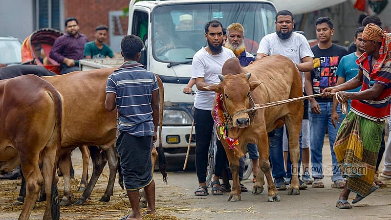 ঢাকার তেজগাঁও শিল্প এলাকার লাভ রোডে যানবাহন চলছে, সেই সড়কেই বেচাবিক্র চলছে কোরবানির পশু