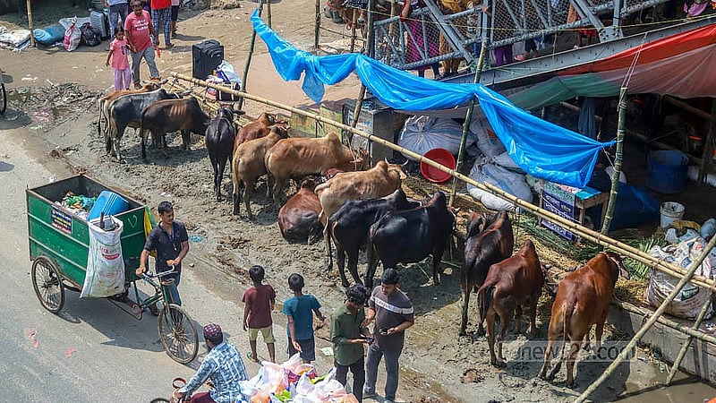 শনিরআখড়ার দনিয়া কলেজের সামনে ঢাকা-চট্টগ্রাম মহাসড়কের সার্ভিস লেইন বন্ধ হয়ে গেছে কোরবানির পশুর হাটের জন্য