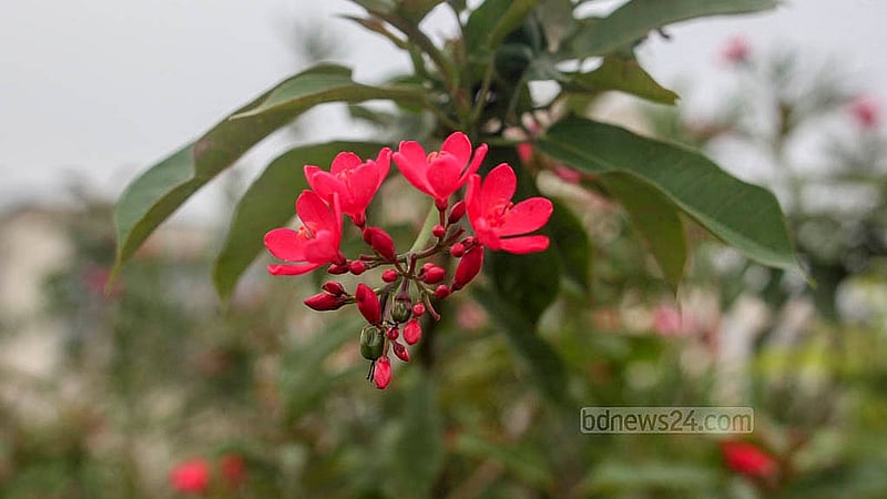 ঢাকায় বাংলাদেশ মেডিকেল বিশ্ববিদ্যালয়ের (বিএমইউ) এক নম্বরের ভবনের ছাদে লাগানো হয়েছে অলকানন্দা (হলুদ), বাগানবিলাস, মাধবীলতা, সাদা ফুরুস ফুল ও বিদেশি গ্যালফিমিয়া, জাট্রোফাসহ বিভিন্ন রকমের ফুল ও ফলের গাছ