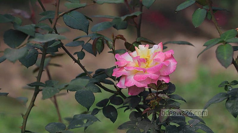 ঢাকার রমনা পার্কে ফুটেছে নানা রঙের গোলাপ। এখানে রয়েছে ১০ ধরনের গোলাপ