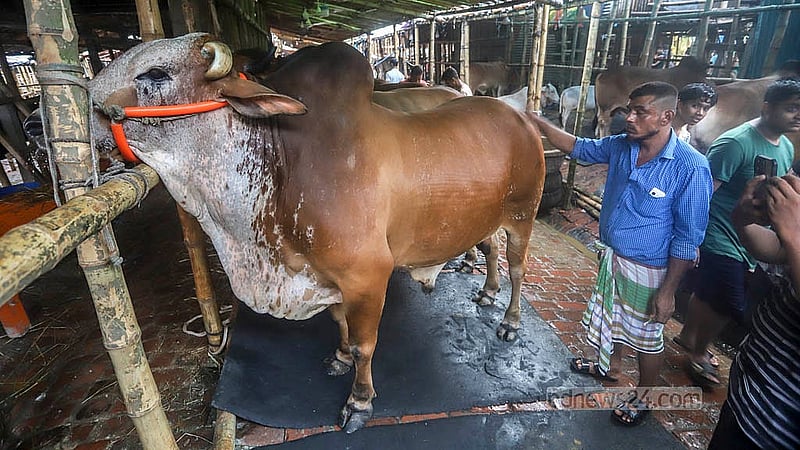 রাজধানীর গাবতলী পশুর হাটে ২০ হাজার থেকে ১০ লাখ টাকা পর্যন্ত গরুর দাম চাওয়া হচ্ছে