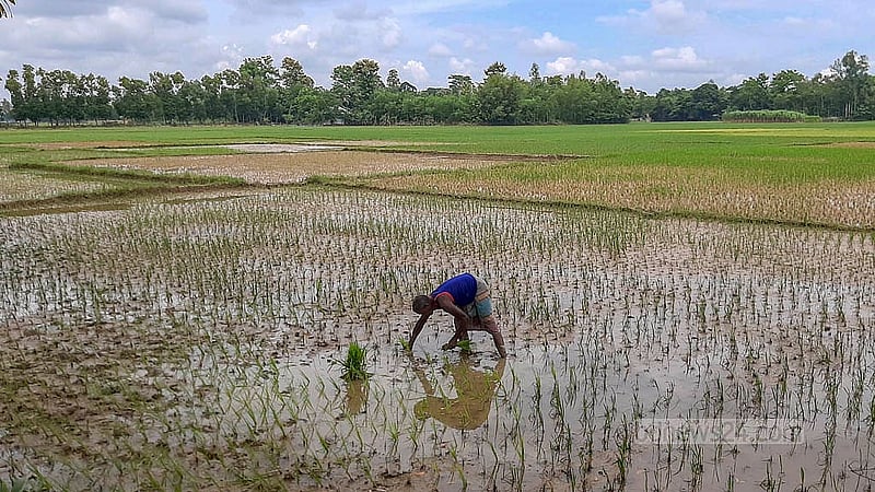 ফেনীর মীর্জা নগর ইউনিয়নের উত্তর কাউতলী গ্রামের বাসিন্দা আবু তাহেরের রোপন করা ক্ষেত বানের পানির সঙ্গে আসা বালুতে চাপা পরেছে। তবে বালুর পরিমাণ কম থাকায় নতুন করে ধান রোপন করছেন তিনি