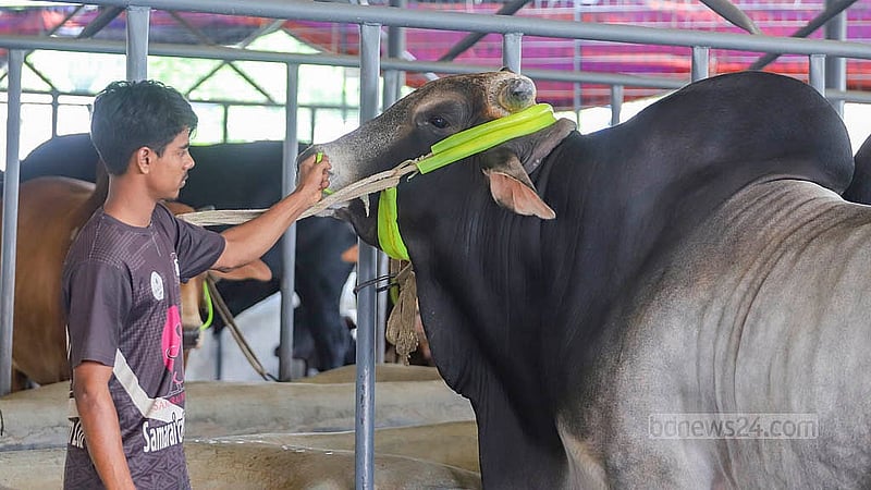 রাজধানীর রামপুরায় সামারাই ক্যাটেল ফার্মে বড় আকারের গরু রাখা হয়েছে বেশ যত্নে। ৭০০ থেকে ১১০০ কেজি ওজনের গরুও রয়েছে এখানে