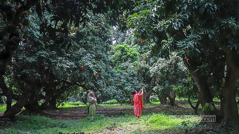 নারায়ণগঞ্জের সোনারগাঁওয়ে ঘুরতে আসা দর্শনার্থীরা ছুবি তুলছেন লিচু বাগানে