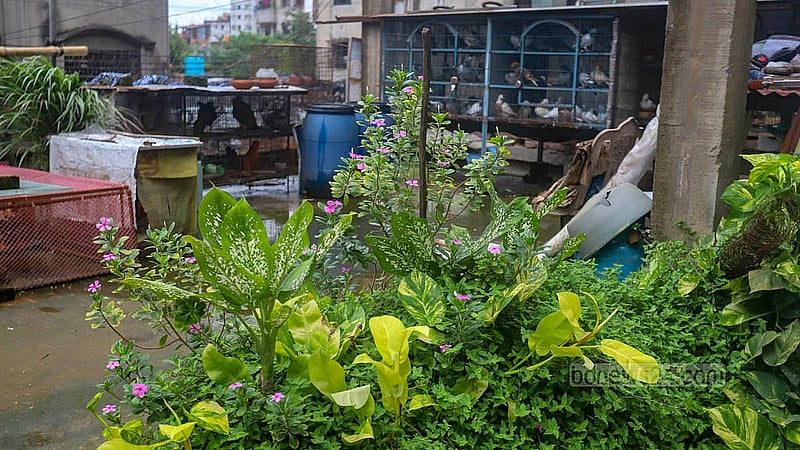 রাজধানীর উত্তর জুরাইনে হুমায়ূন কবিরের বাসার ছাদে শখের খামার