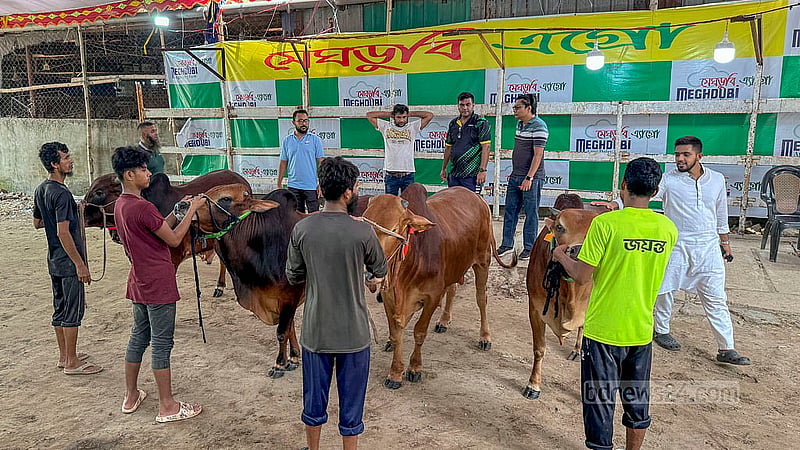 ঢাকার বছিলা এলাকার একটি খামারে কোরবানির গরু দেখছেন ক্রেতারা