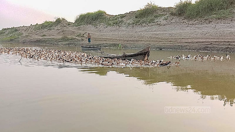 চাঁপাইনবাবগঞ্জের সদর উপজেলায় সূর্য নারায়ণপুরে পদ্মা নদীতে ঘুরে বেড়াচ্ছে তিন বন্ধুর ভ্রাম্যমাণ খামারের পাতি হাঁসের ঝাঁক