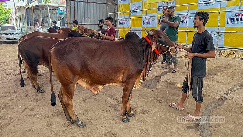 খামারগুলোতে ক্রেতাদের কোরবানির পশু দেখানোর জন্য আছে নির্ধারিত জায়গা। ক্রেতা এলে খামারের ভেতর থেকে পশু এনে প্রদর্শন করা হয়