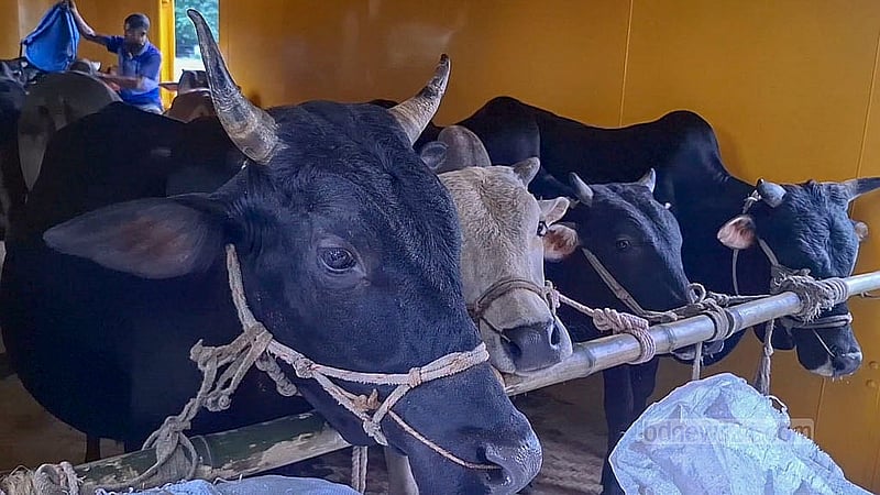 সোমবার বিকেলে জামালপুরের ইসলামপুর বাজার রেলস্টেশনে ক্যাটল স্পেশাল-১ ট্রেনের একটি বগিতে কোরবানির গরু