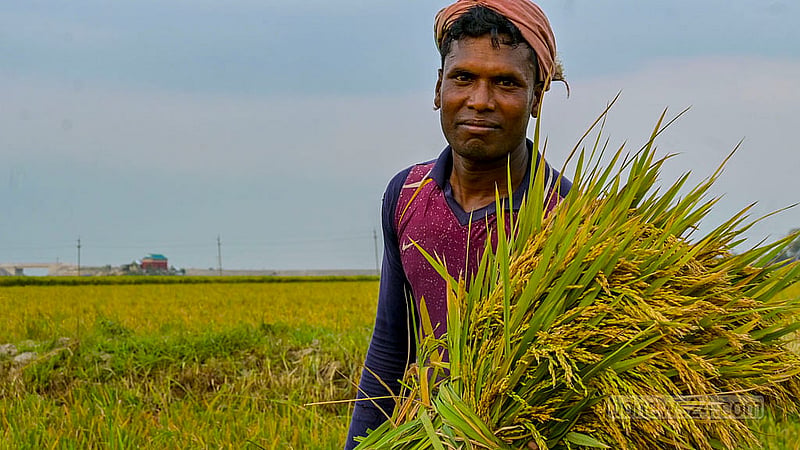 কিশোরগঞ্জের অষ্টগ্রামের হাওরে ধান কাটছেন এক কৃষক। হাওরের জমিতে এবার ফলন ভাল হওয়ায় খুশি চাষিরা
