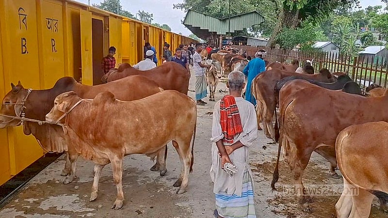 জামালপুরের ইসলামপুর বাজার রেলস্টেশনে ক্যাটল স্পেশাল ট্রেনে তোলার অপেক্ষায় কোরবানির গরু