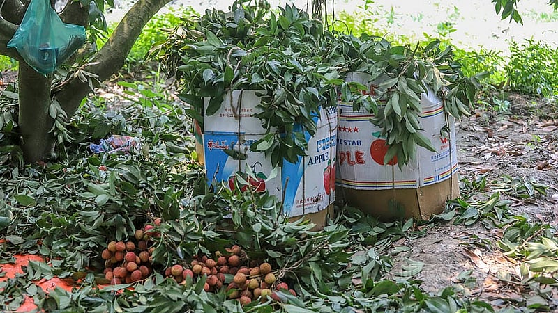 নারায়ণগঞ্জের সোনারগাঁওয়ের একটি বাগানের লিচু প্যাকেট করা হয়েছে বাজারে নেওয়ার জন্য