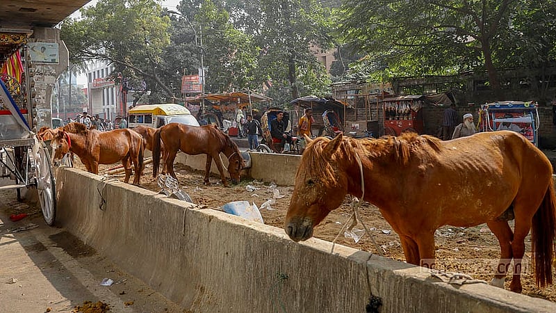 ঢাকার গুলিস্তানের বঙ্গবাজারের পাশে যাত্রাবাড়ী-গুলিস্তান ফ্লাইওভারের নিচে রাতের বেলা রাখা হয় ঘোড়া। খাওয়া-দাওয়া থেকে শুরু করে পরিচর্যা- সবকিছু হয় এখানে
