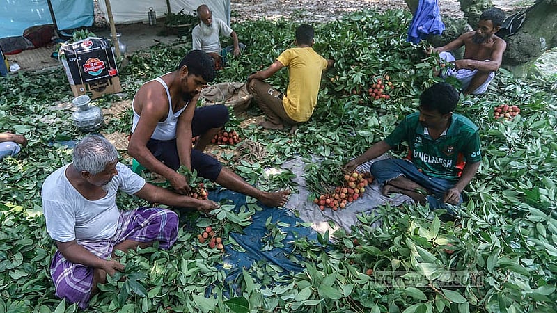 নারায়ণগঞ্জের সোনারগাঁওয়ের একটি বাগানে গাছ থেকে পাড়া লিচু বাছাই করছেন চাষিরা