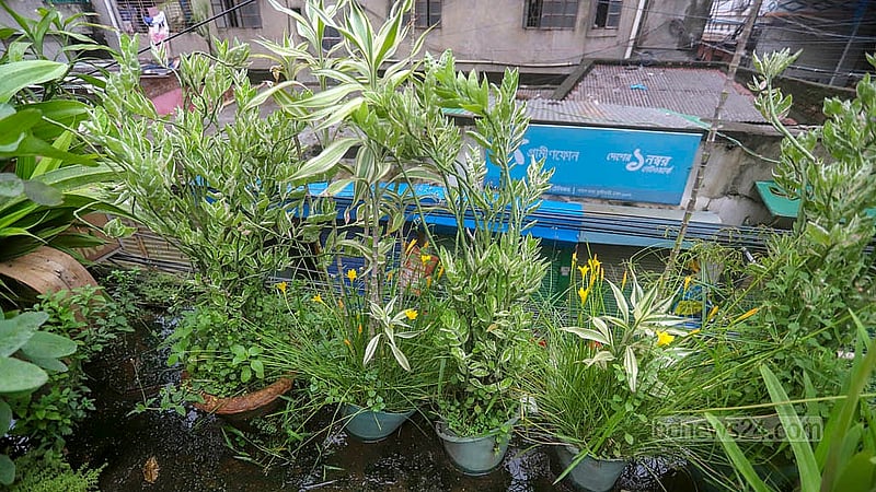 রাজধানীর উত্তর জুরাইনে হুমায়ূন কবিরের বাসার ছাদে খামারের পাশাপাশি রয়েছে বিভিন্ন ফুল ও ফলের গাছ