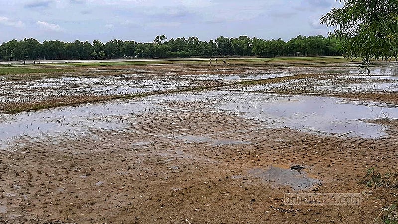ফেনীর পরশুরামে ভারতের সীমান্তবর্তী ইউনিয়ন মীর্জা নগরে বন্যার পানিতে ডুবে পুরোপুরি নষ্ট হয়ে যাওয়া একটি ধান ক্ষেত