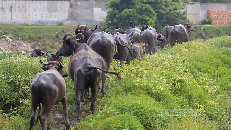 তীব্র তাপদাহে হাঁসফাঁস প্রাণীরা। গরমে দীর্ঘ সময় পানিতে ভিজে উঠল মহিষের পাল। মঙ্গলবার ঢাকার কেরানীগঞ্জের কোন্ডা ইউনিয়নের আইন্তা গ্রাম থেকে তোলা