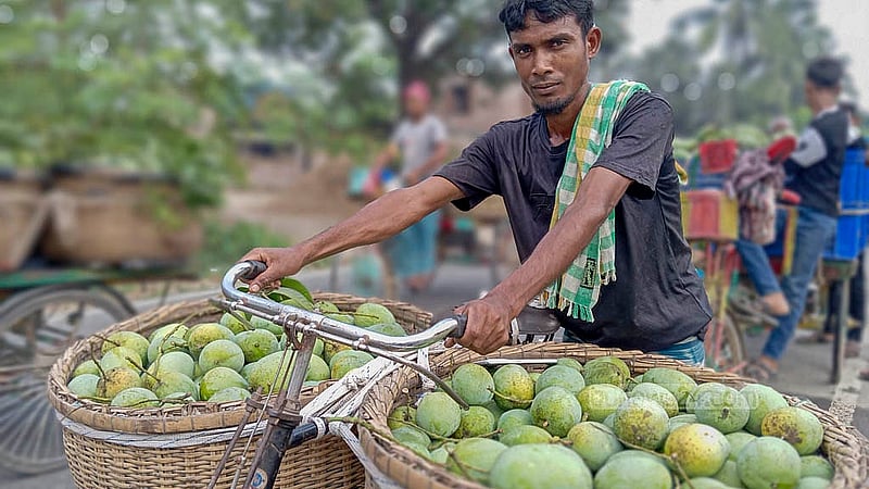 দেশের সবচেয়ে বড় পাইকারি আমের বাজার চাঁপাইনবাবগঞ্জের কানসাটে বিক্রির জন্য বিভিন্ন জাতের আম নিয়ে এসেছেন চাষীরা