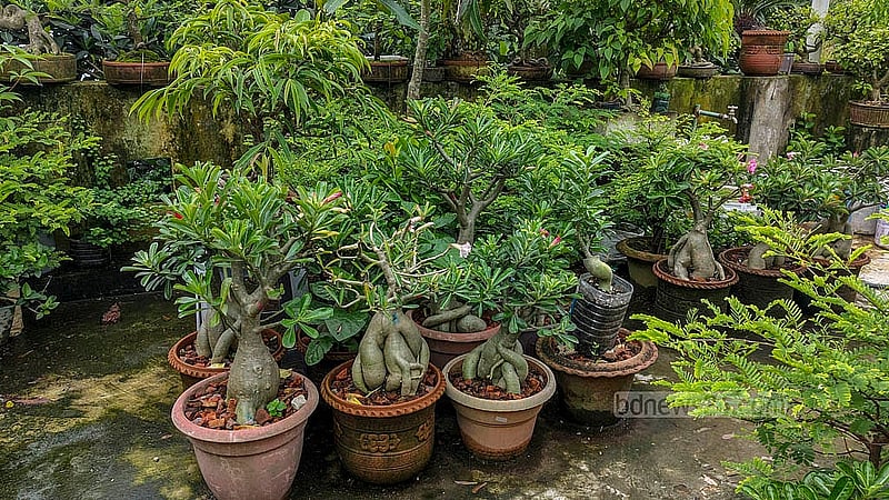 বনসাই দিয়ে আরবি ক্যালিওগ্রাফি, জীবজন্তু ও মানুষের মুখাবয়ব এবং বিভিন্ন প্রতিকৃতি ফুটিয়ে তুলেছেন হাসান ফিরোজ। কোনো বনসাইয়ে ফুটছে ফুল, ধরছে ফলও