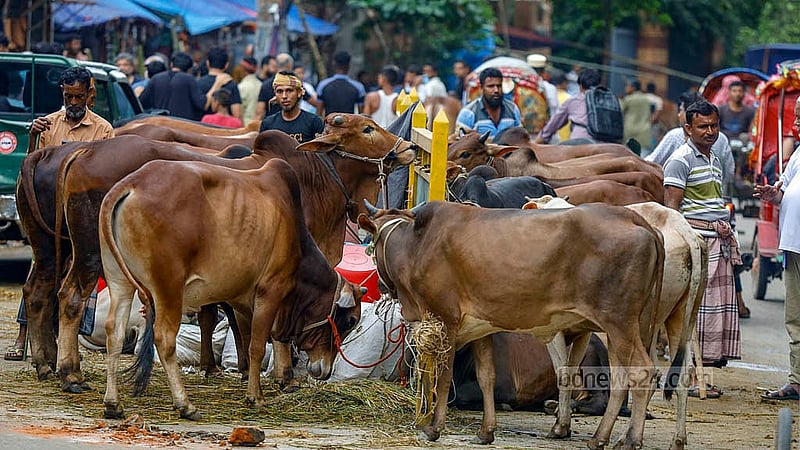 ঢাকা পলিটেকনিক ইন্সটিটিউট মাঠ কোরবানির পশুর হাটের জন্য ইজারা দিয়েছে ঢাকা উত্তর সিটি করপোরেশন। কিন্তু মাঠ ছাড়িয়ে লাভ রোডে এসেছে কোরবানির পশু
