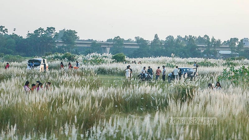 ঢাকার দক্ষিণ কেরাণীগঞ্জের সারিঘাটে কাশবনে প্রতিদিন বেড়াতে আসছেন আশেপাশের এলাকার মানুষেরা