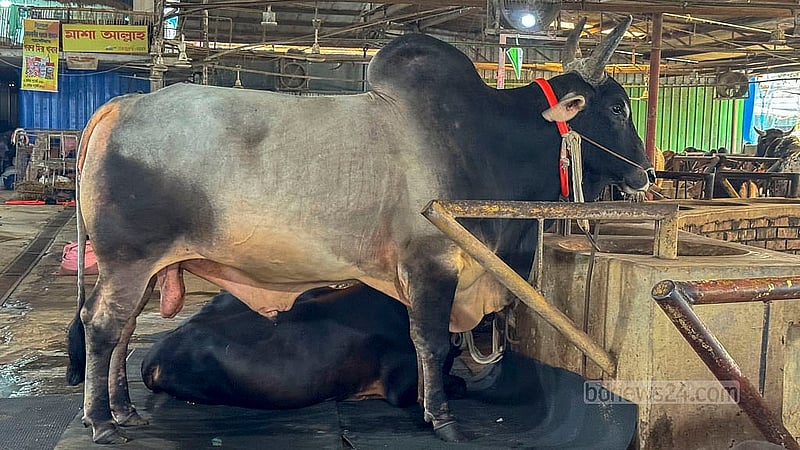 বছিলা এলাকার এসব পশু খামারে ৭০ হাজার থেকে ১০ লাখ টাকা দামের গরু পাওয়া যাচ্ছে