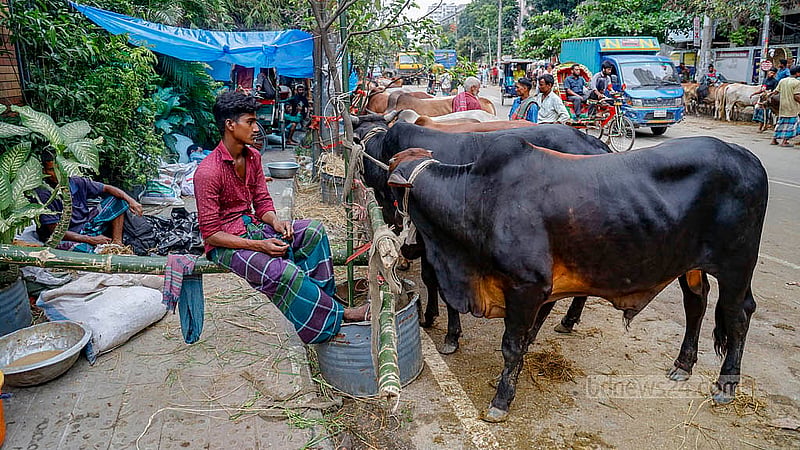 সড়কে বাঁশ পুঁতে গরু বাঁধার জন্য জায়গা করা হয়েছে আর ফুটপাতে গরুর বেপারিদের থাকার জায়গা। ঢাকার তেজগাঁয়ের লাভ রোডের বর্তমান অবস্থা এখন এমন, যে সড়কে দিয়ে হাঁটা বা যান চলাচলের কোনো উপায় নেই