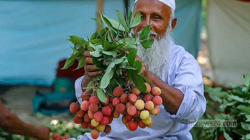 নারায়ণগঞ্জের সোনারগাঁওয়ের একটি বাগানে লিচু হাতে এক ব্যাপারী। আবহাওয়া অনুকূলে থাকায় এবার ফলন হয়েছে ভালো