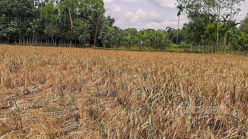 ভারতের সীমান্তবর্তী ইউনিয়ন মীর্জা নগর। ফেনীর পরশুরাম উপজেলার এই ইউনিয়নের বাসিন্দারা বলছেন, স্মরণকালের মধ্যে এই প্রথম বন্যায় প্লাবিত হয়েছে তাদের এলাকা। বন্যার পানিতে ডুবে নষ্ট হয়ে গেছে বিস্তীর্ণ ফসলের ক্ষেত
