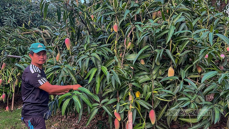 নিজের আম বাগান পরিচর্যায় ব্যস্ত মারমা সম্প্রদায়ের কৃষক মংশিতু চৌধুরী