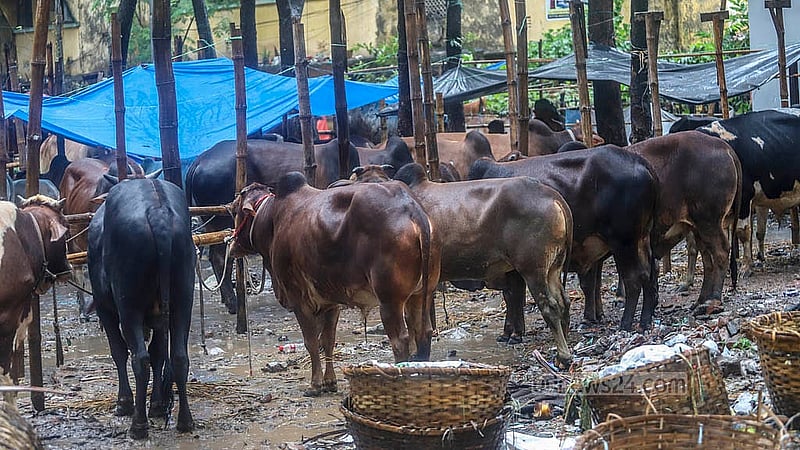 রাজধানীর শাহজাহানপুর হাটে বৃষ্টিতে ভিজছে কোরবানির গরু