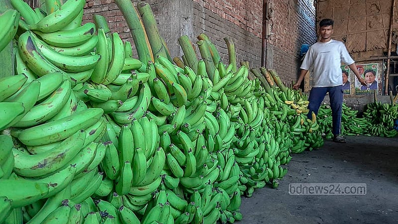 ঢাকার যাত্রাবাড়ী আড়তে সারিবদ্ধভাবে রাখা কাঁচা-পাকা কলা। প্রতি পণ (৮০টি) কলা জাত ভেদে বিক্রি হয় ২০০ থেকে ৫০০ টাকায়
