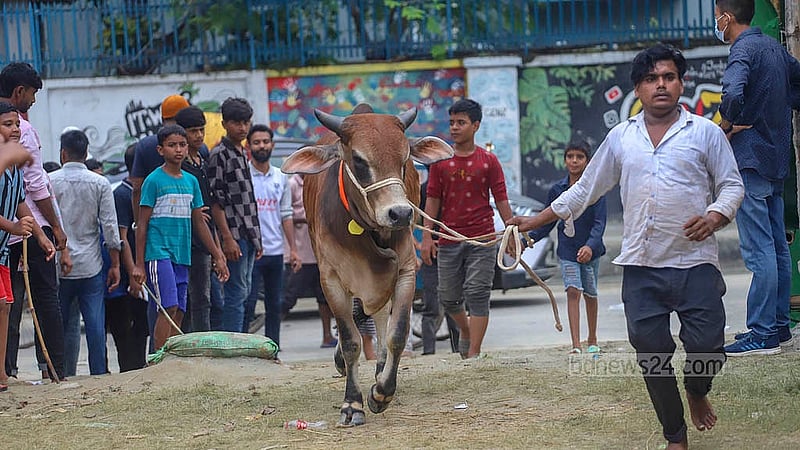 রাজধানীর তেজগাঁও হাটে ক্রেতার গরু পছন্দ হওয়ায় হাঁটিয়ে দেখাচ্ছেন এক ব্যাপারী