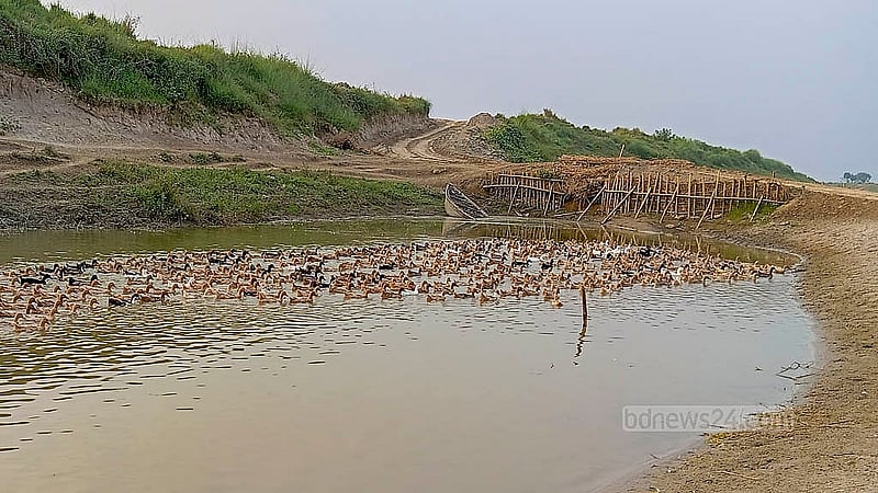 চাঁপাইনবাবগঞ্জের সদর উপজেলায় সূর্য নারায়ণপুরে পদ্মা নদীতে ঘুরে বেড়াচ্ছে তিন বন্ধুর ভ্রাম্যমাণ খামারের পাতি হাঁসের ঝাঁক