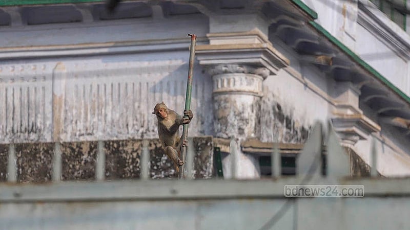 পুরান ঢাকার গেন্ডারিয়া এলাকায় কমে এসেছে গাছপালা, গড়ে উঠেছে বড় বড় ভবন। ফলে থাকার জায়গা ও পরিবেশ সংকটে হারিয়ে যাচ্ছে সেখানকার বানর