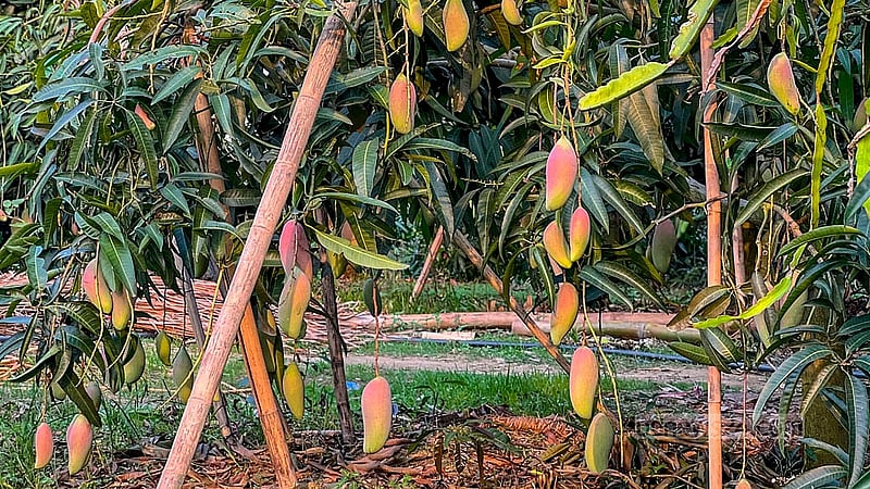 খাগড়াছড়ি সদরের একটি বাগানে থোকায় থোকায় ঝুলছে থাইল্যান্ডের বর্নিল আম চিয়াংমাই