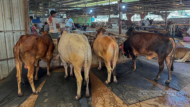 বিক্রেতারা জানালেন, এসব গরুর বড় একটি অংশ ইতোমধ্যেই বিক্রি হয়ে গেছে