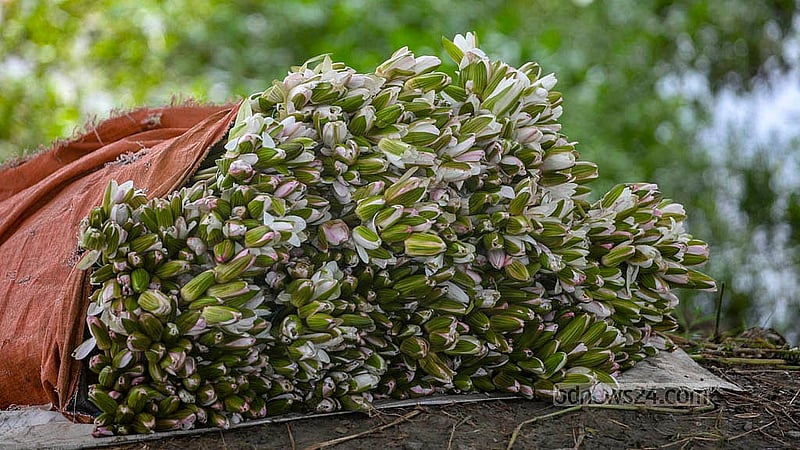 মুন্সীগঞ্জের শ্রীনগর উপজেলার আড়িয়াল বিল থেকে শাপলা তুলে সড়কের পাশে রাখেন স্থানীয়রা