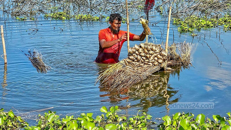 নাটোরের পাটুল এলাকায় হালতি বিলে পাটের আঁশ ছাড়িয়ে স্তূপ করে রাখা হচ্ছে
