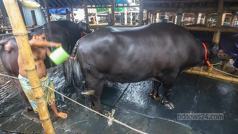 রাজধানীর গাবতলী পশুর হাটে আনা মহিষের পরিচর্যা করছে একজন। মহিষটির ওজন প্রায় ৩০ মণ, দাম হাঁকা হচ্ছে ১৪ লাখ টাকা