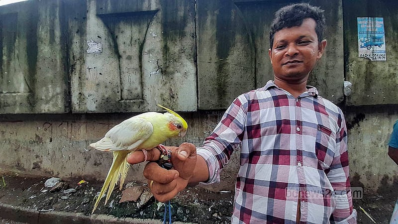 রাজধানীর কাপ্তানবাজার কবুতরের হাটে ককাটেল পাখি হাতে এক বিক্রেতা