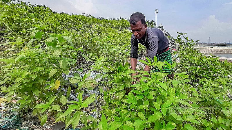 মাতুয়াইলের ময়লার ভাগাড়ে লাল শাক, পুই শাক, জালি কুমড়া থেকে শুরু করে পাট শাকও চাষ হচ্ছে। আশেপাশের এলাকার বাজারে এগুলো বিক্রি হয় ১০ টাকা আঁটিতে