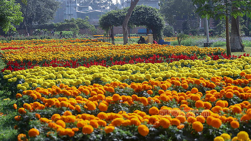 সাদা, লাল, নীল, হলুদ- বাহারি সব ফুল ফুটেছে রমনা পার্কে। সেখানে ঘুরতে আসা মানুষ যেন ফুল নষ্ট করতে না পারে সেজন্য ফুলের বাগানের চারপাশে দেওয়া আছে বেষ্টনী