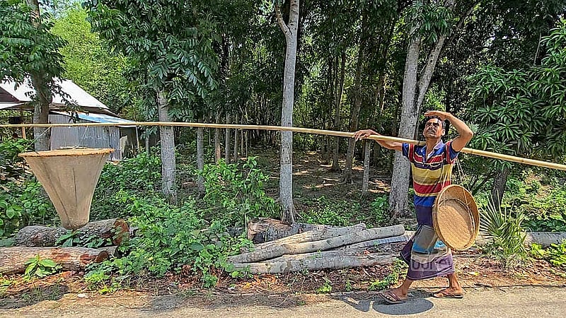 ফরিদপুরে গত ২০ বছর ধরে গাছ থেকে লাল পিঁপড়ার ডিম সংগ্রহ করে জীবিকা নির্বাহ করছেন বলরম পোদ্দার